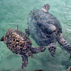 Hawksbill Turtles in Reef House Pool