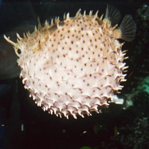 Bridled Burrfish