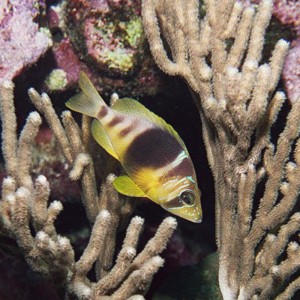 Barred Hamlet Closeup