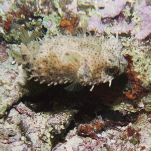 Bridled Burrfish