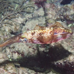 Caribbean Reef Squid