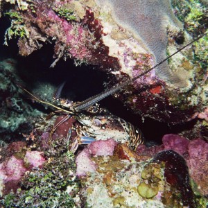 Caribbean Spiny Lobster