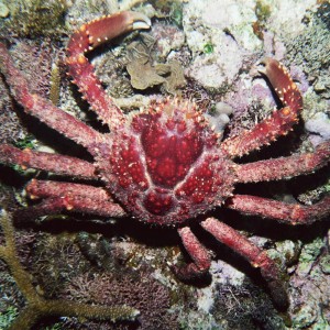 Channel Clinging Crab - Top View