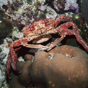 Channel Clinging Crab - Side View