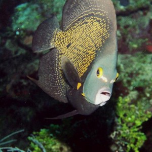 French Angelfish