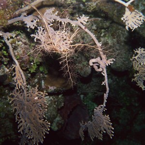 Giant Basket Star - Juvenile