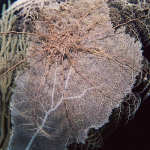 Giant Basket Star