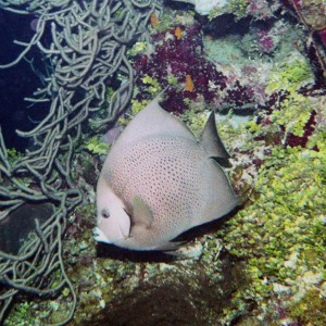 Gray Angelfish