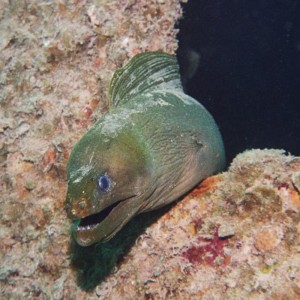 Green Moray