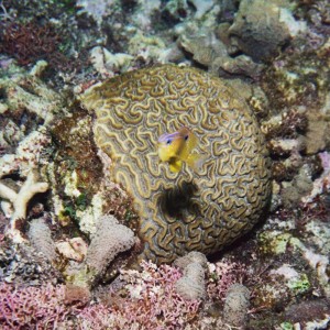 Longfin Damselfish - juvenile