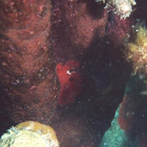 Longlure Frogfish