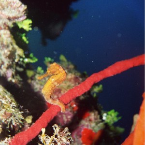 Longsnout Seahorse