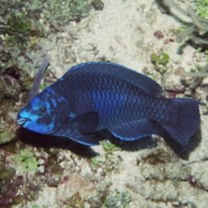 Midnight Parrotfish