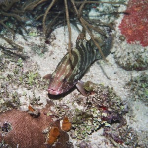 Nassau Grouper