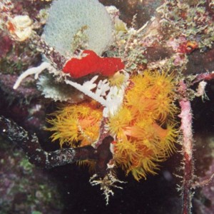 Orange Cup Corals