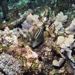 Orangespotted Filefish