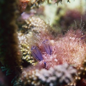 Painted Tunicates & Flamingo Tongue