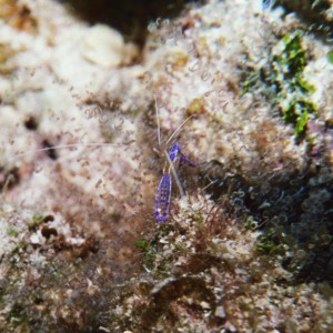 Pederson Cleaner Shrimp