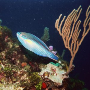 Princess Parrotfish - Terminal Phase