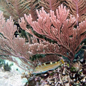 Puddingwife - Juvenile - Initial Phase