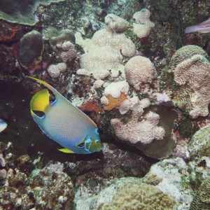 Queen Angelfish