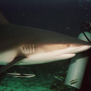 Caribbean Reef Shark & Divemaster