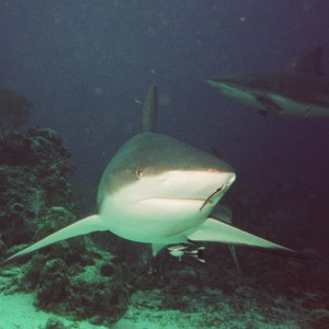 Caribbean reef Shark - Head On