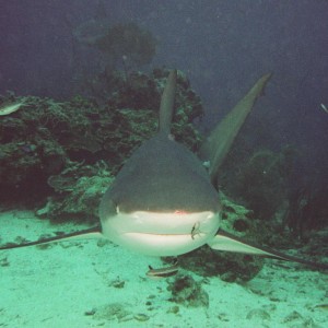 Caribbean Reef Shark - Closer Head On