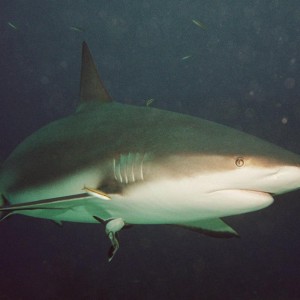 Caribbean Reef Shark - Closest Head On