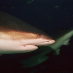 Caribbean Reef Shark - Side Head