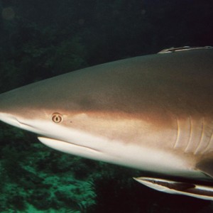 Caribbean Reef Shark - Other Side Head