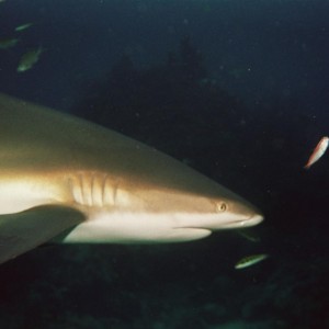 Caribbean reef Shark - Alongside