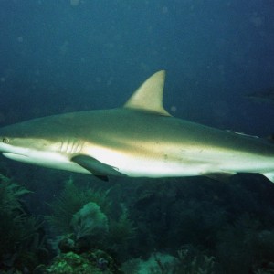 Caribbean Reef Shark - Side Shot