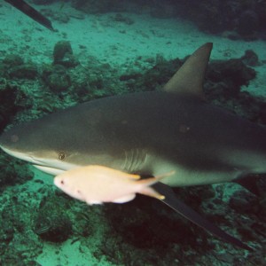 Caribbean Reef Shark - Brown Chromis - & Divemaster Fin Tip