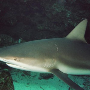 Caribbean Reef Shark - Close