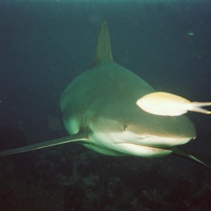 Caribbean reef Shark - circling