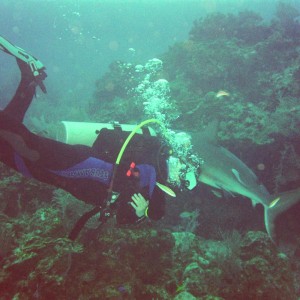 Caribbean Reef Shark & WWD