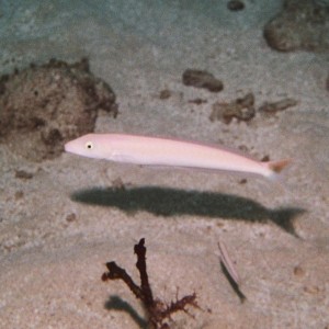 Sand Tilefish