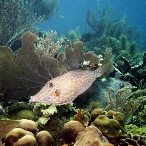 Scrawled Filefish