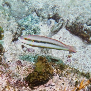 Slippery Dick - Terminal Phase