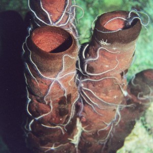 Stovepipe Sponges with Sponge Brittle Stars