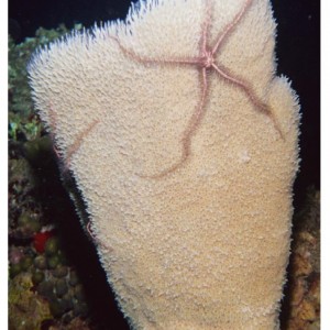 Vase Sponge with Sponge Brittle Stars