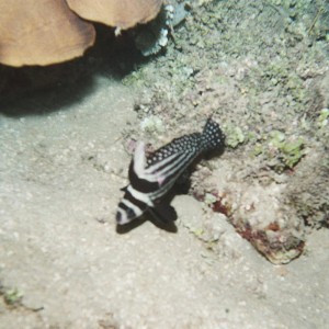 Spotted Drum - Adult