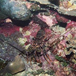 Spotted Spiny Lobster