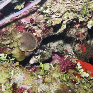 Spotted Trunkfish