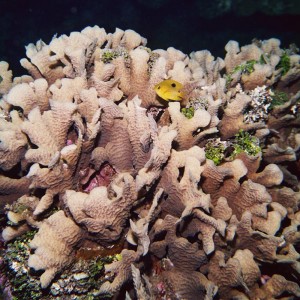 Threespot Damselfish - Juvenile