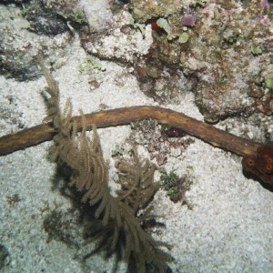 Tiger Tail Sea Cucumber