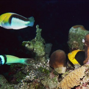 Yellowhead Wrasse, Bluehead Wrasse, & Rock Beauty