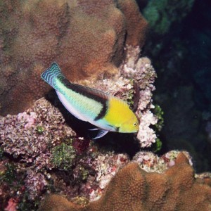 Yellowhead Wrasse - Terminal Phase