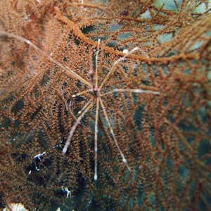 Yellowline Arrow Crab and Soft Corals